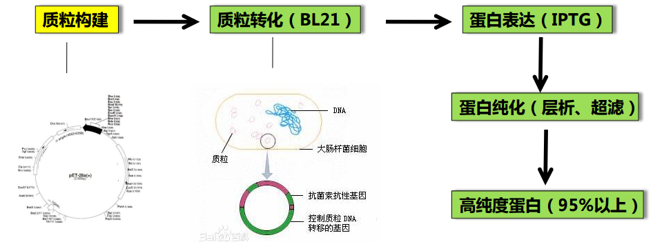 卵白纯化手艺 卵白纯化手艺