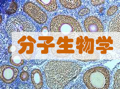 分子生物学效劳 分子生物学效劳