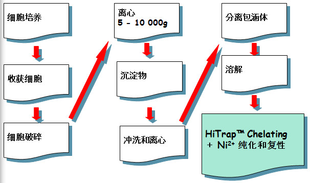 容纳体卵白纯化和复性的基本办法