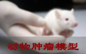 小鼠肿瘤模子 小鼠肿瘤模子
