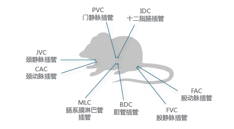 药代动力学-小动物效劳 药代动力学-小动物效劳