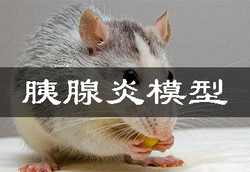 胰腺炎模子 胰腺炎模子