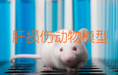 肝损伤动物模子 肝损伤动物模子