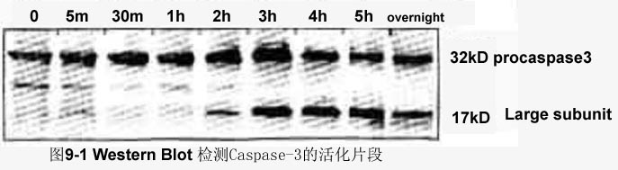 ca88_ca888亚洲城登录入口