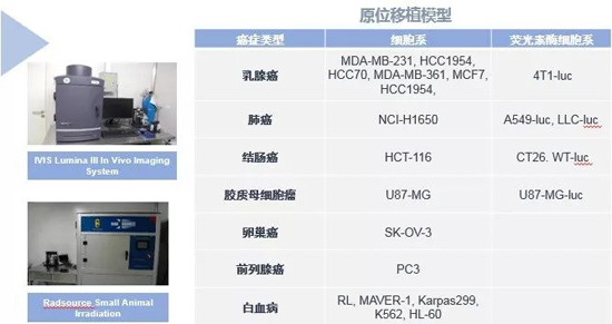 CA88药效学动物模子