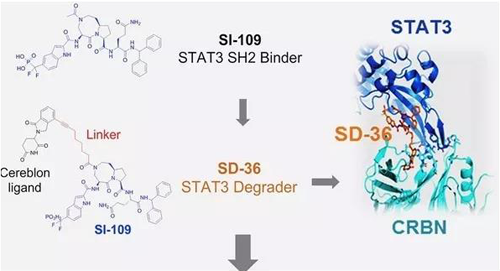 结构优化获得的SH2连系分子SI-109与CRBN连系，，，获得SD-36
