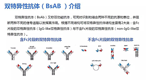 双特异性抗体(BsAB)先容