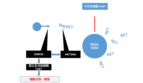 除了纯粹的捕获，，，，NET DNA与CCDC-25的连系还增强了癌细胞的侵袭行为，，，，增进了癌症的肝转移。。。。