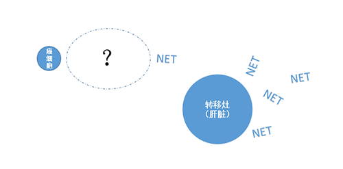 NET在癌细胞肝转移中起到了主要作用