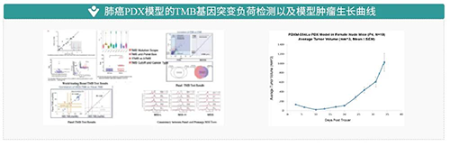 肺癌PDX模子的TMB基因突变负荷检测以及模子肿瘤生长曲线