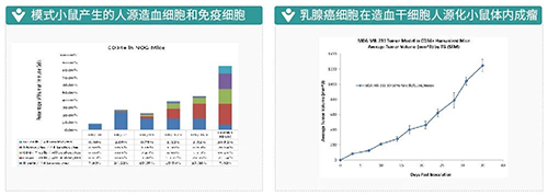 模式小鼠爆发的人源造血细胞和免疫细胞-乳腺癌细胞在造血干细胞人源化小鼠体内成瘤