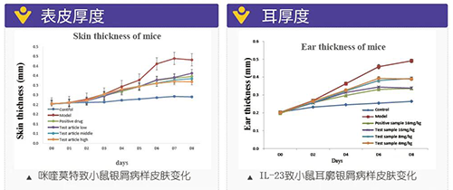 小鼠银屑病样皮肤转变