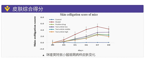 咪喹莫特致小鼠银屑病样皮肤转变
