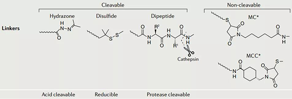 ADC-药物的毗连子.png ADC-药物的毗连子.png