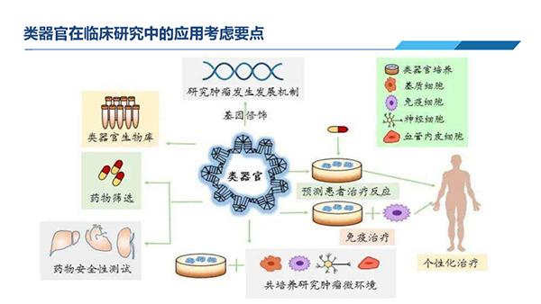 类器官在临床研究中应用思量要点.jpg 类器官在临床研究中应用思量要点.jpg