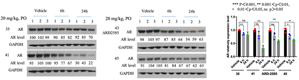 AR-降解剂对-VCaP-肿瘤中-AR-卵白的药效学-(PD)作用.png AR-降解剂对-VCaP-肿瘤中-AR-卵白的药效学-(PD)作用.png