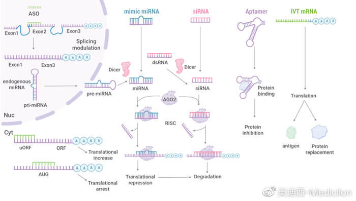核酸药物研发战略.jpg 核酸药物研发战略.jpg