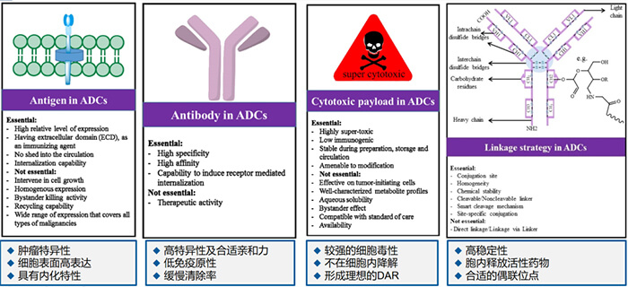ADC药物各组分成药性的主要思量要点.jpg ADC药物各组分成药性的主要思量要点.jpg