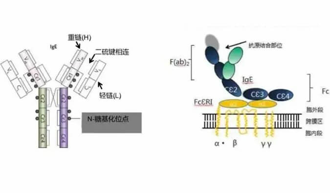 CA88助力 | 济民可信lgE抗体药物JYB1904获批临床.jpg