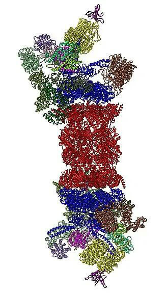 26S卵白酶体结构(泉源:Wikipedia).jpg 26S卵白酶体结构(泉源:Wikipedia).jpg