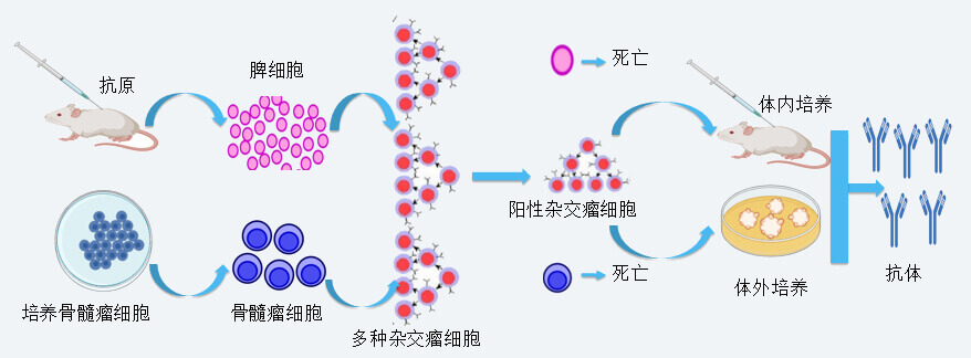 CA88抗体开发手艺