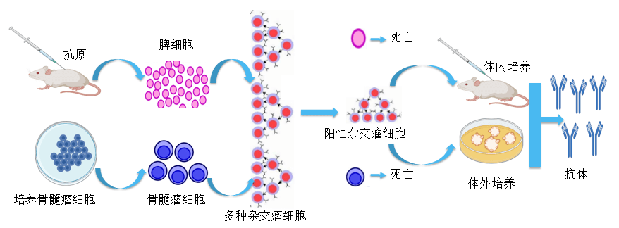 CA88抗体开发平台.png CA88抗体开发平台.png