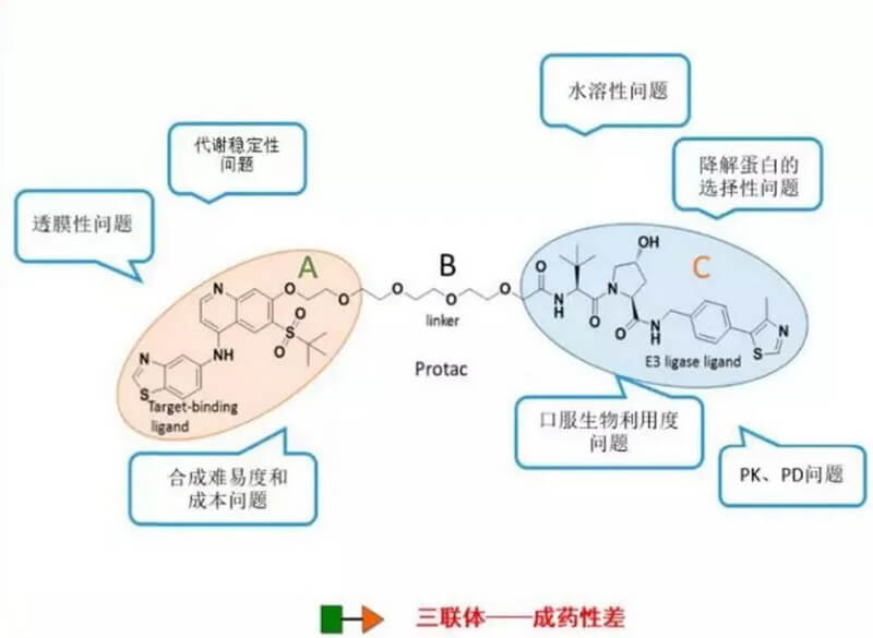 PROTAC分子量较大，，，，消融性较差.jpg