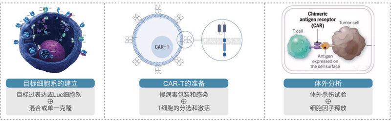 CAR-T的制备与评价.jpg CAR-T的制备与评价.jpg