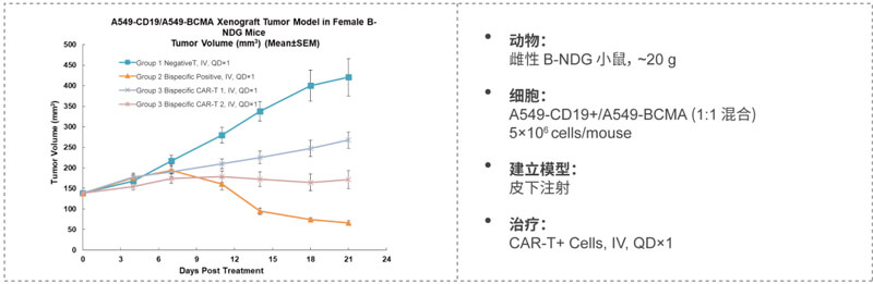 双特异性CAR-T药效研究:CD19-BCMA.jpg 双特异性CAR-T药效研究:CD19-BCMA.jpg