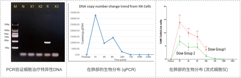 肺部细胞治疗漫衍的检测.jpg 肺部细胞治疗漫衍的检测.jpg