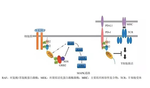 CA88助力凌达生物SHP2变构抑制剂RG001片获批临床.jpg CA88助力凌达生物SHP2变构抑制剂RG001片获批临床.jpg