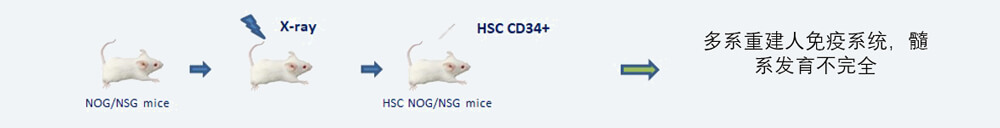 CD34+-HSC-人源化肿瘤移植模子造模要领.jpg CD34+-HSC-人源化肿瘤移植模子造模要领.jpg