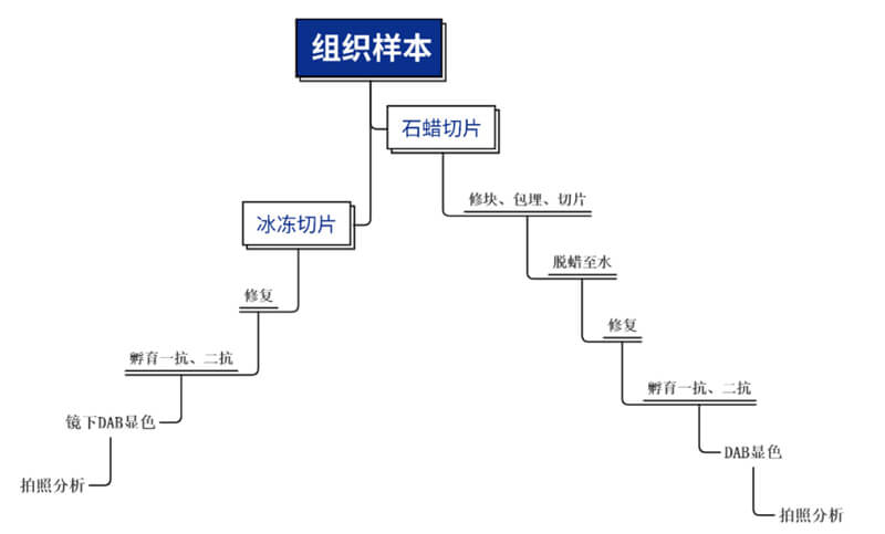 免疫组化处置惩罚流程.jpg 免疫组化处置惩罚流程.jpg