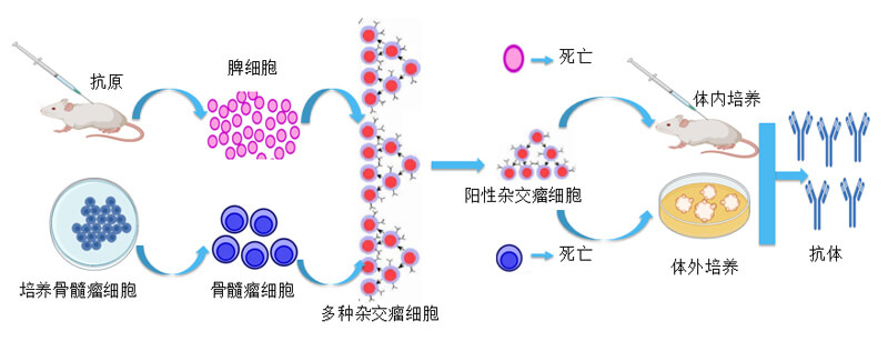 杂交瘤手艺.jpg 杂交瘤手艺.jpg