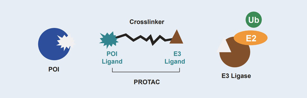 CA88 PROTAC 药物发明手艺效劳平台 CA88 PROTAC 药物发明手艺效劳平台