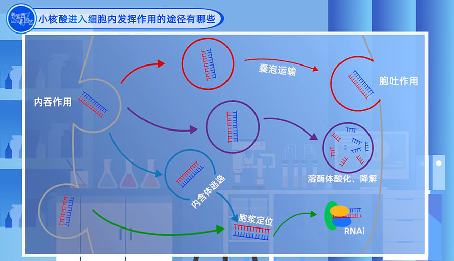 小核酸进入细胞内施展作用的途径有哪些？？？？？？