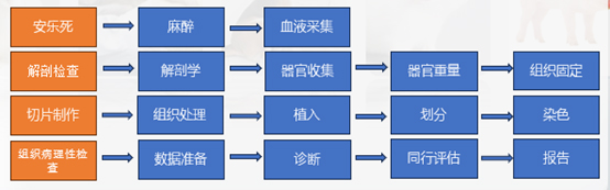 组织病理学研究的事情流程.jpg