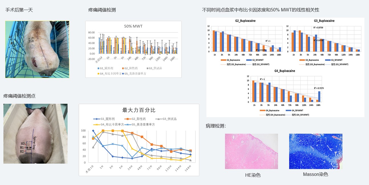 案例1:复方制剂对巴马小型猪术后急性疼痛模子的镇痛试验.jpg 案例1:复方制剂对巴马小型猪术后急性疼痛模子的镇痛试验.jpg