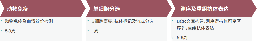 CA88单B细胞抗体发明平台 CA88单B细胞抗体发明平台