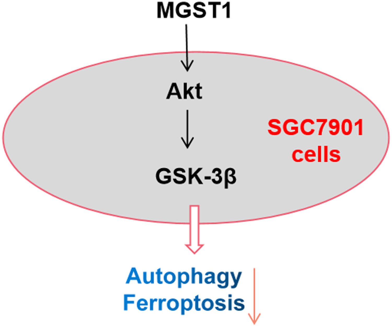 MGST1过表达通过激活Akt/GSK-3β信号通路诱导胃癌细胞增殖，，，，，，，本研究中MGST1过表达等体外实验通过CA88举行