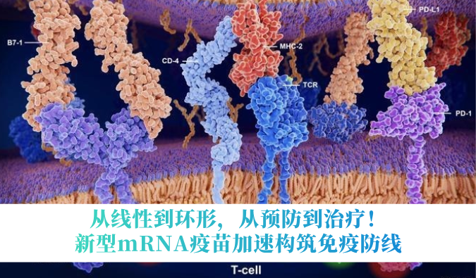 从线性到环形，，，，，从预防到治疗！新型mRNA疫苗加速修建免疫防地